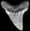 Serrated, Angustidens Tooth - Megalodon Ancestor #52985-1